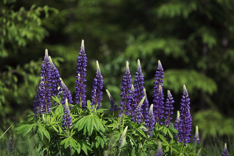 CanteenAMAM-Alergeny-Lupins