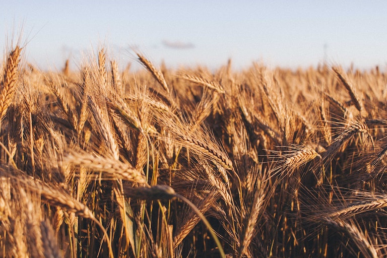 CanteenAMAM-Alergeny-3. Zboża zawierające gluten